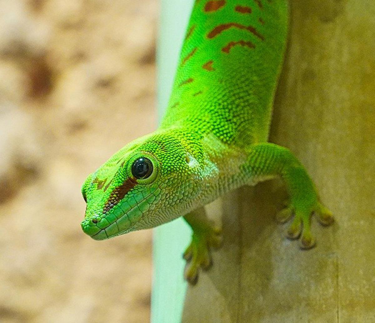 Gecko crawling on tree