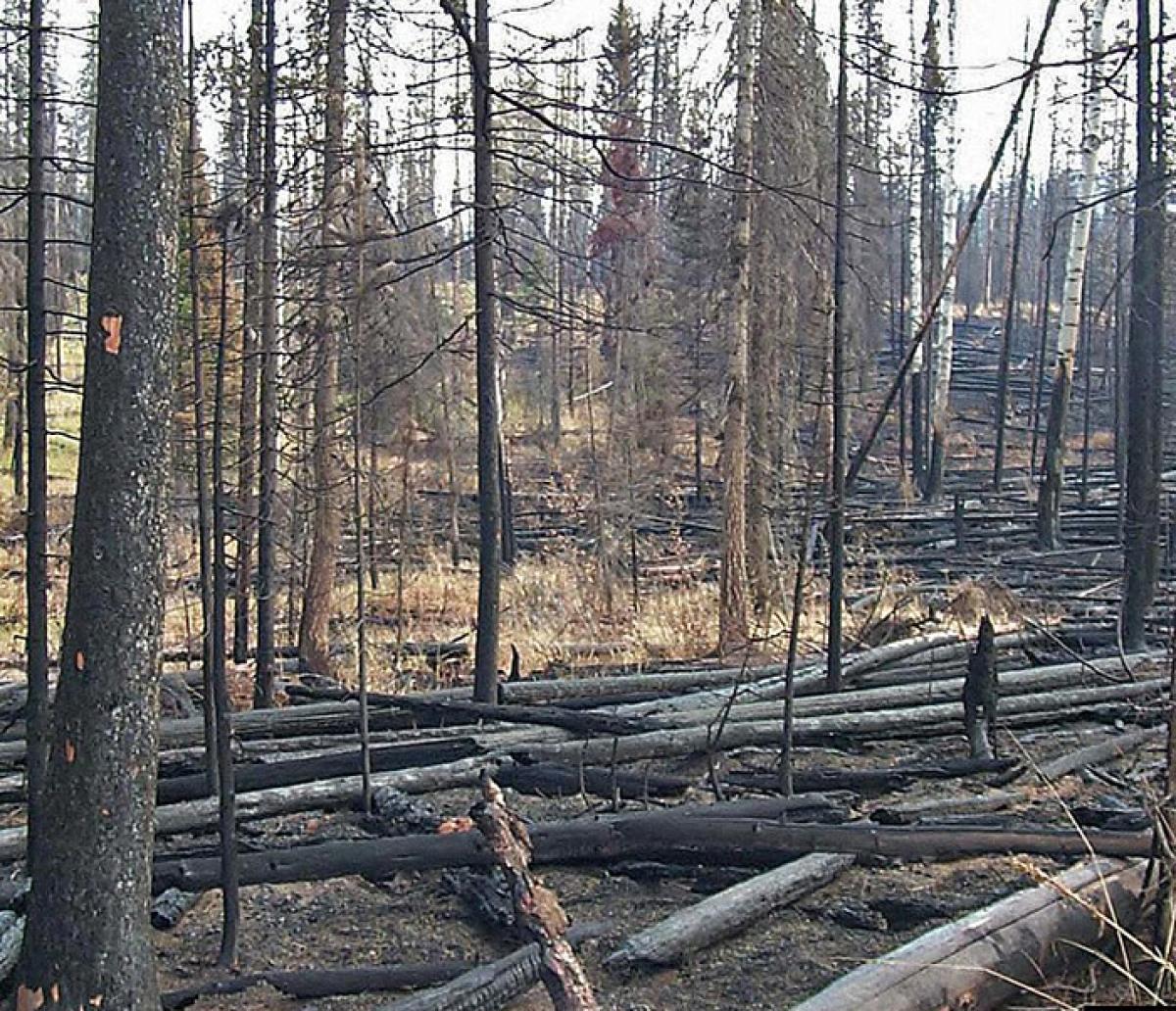 Dead wood in a forest