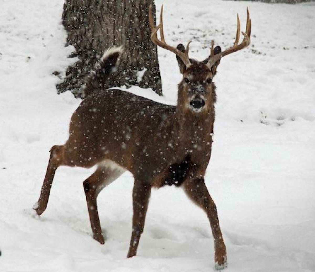 Whitetail deer in falling snow