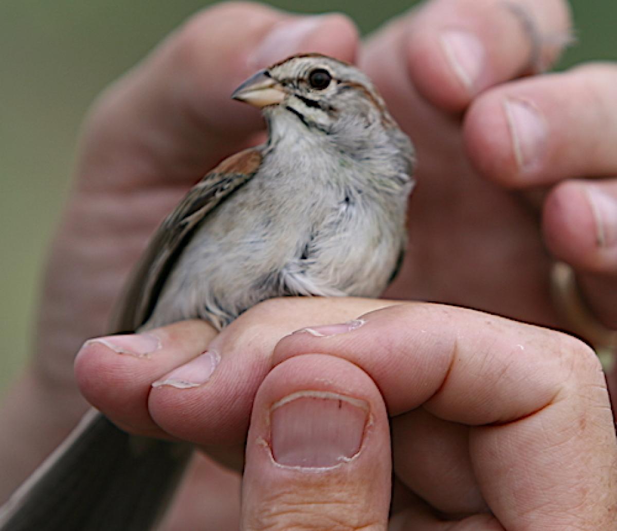 Pierre Deviche holding Abert Towhee