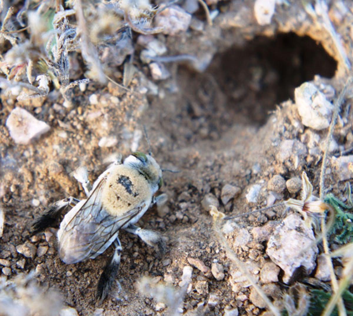 Female digger bee prepares her nest.