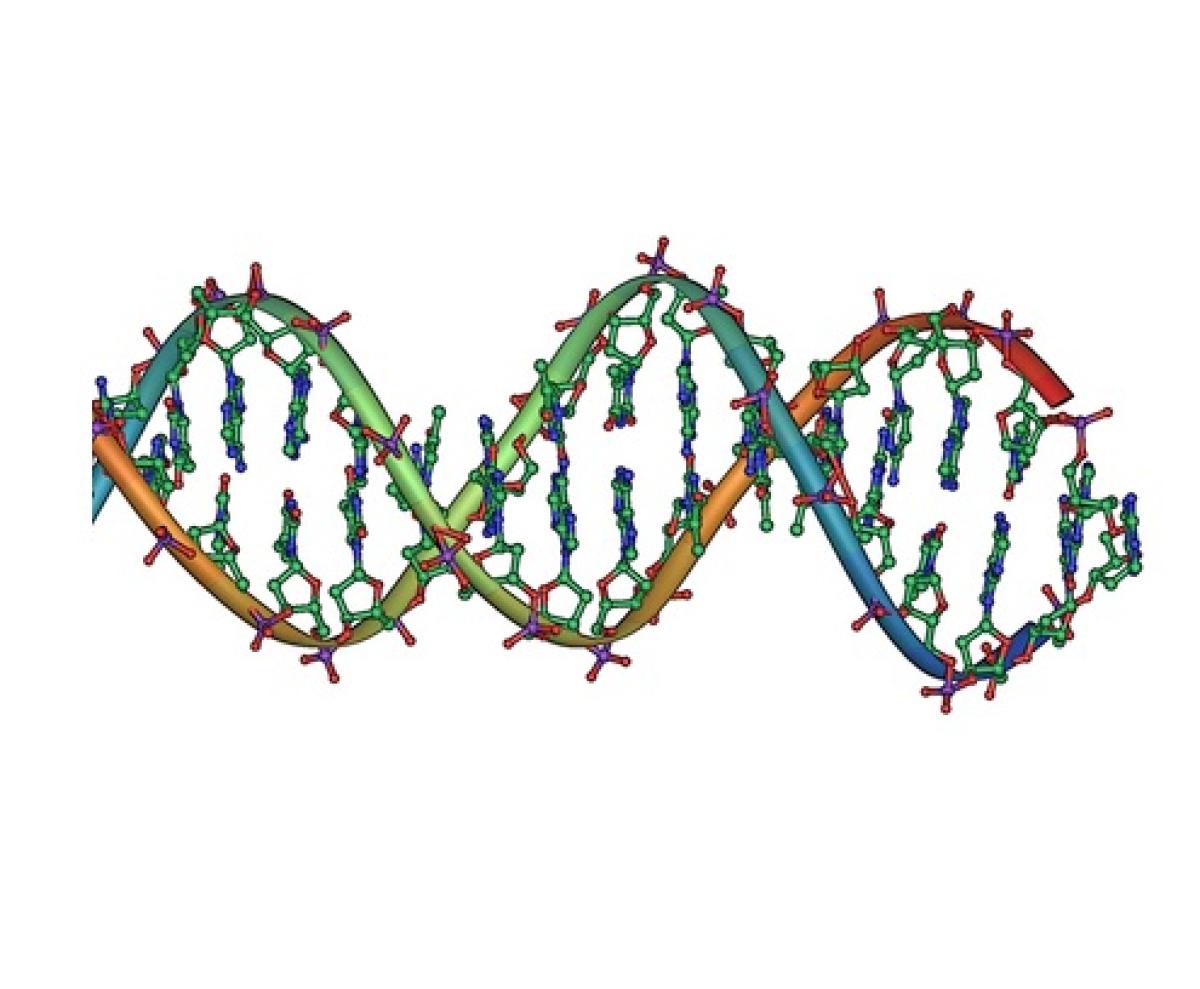 DNA double helix