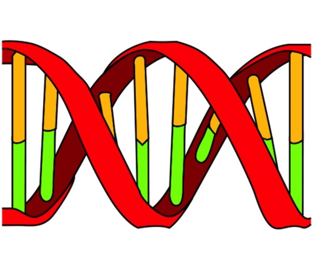 Icon of DNA showing double helix and nuleotide bases