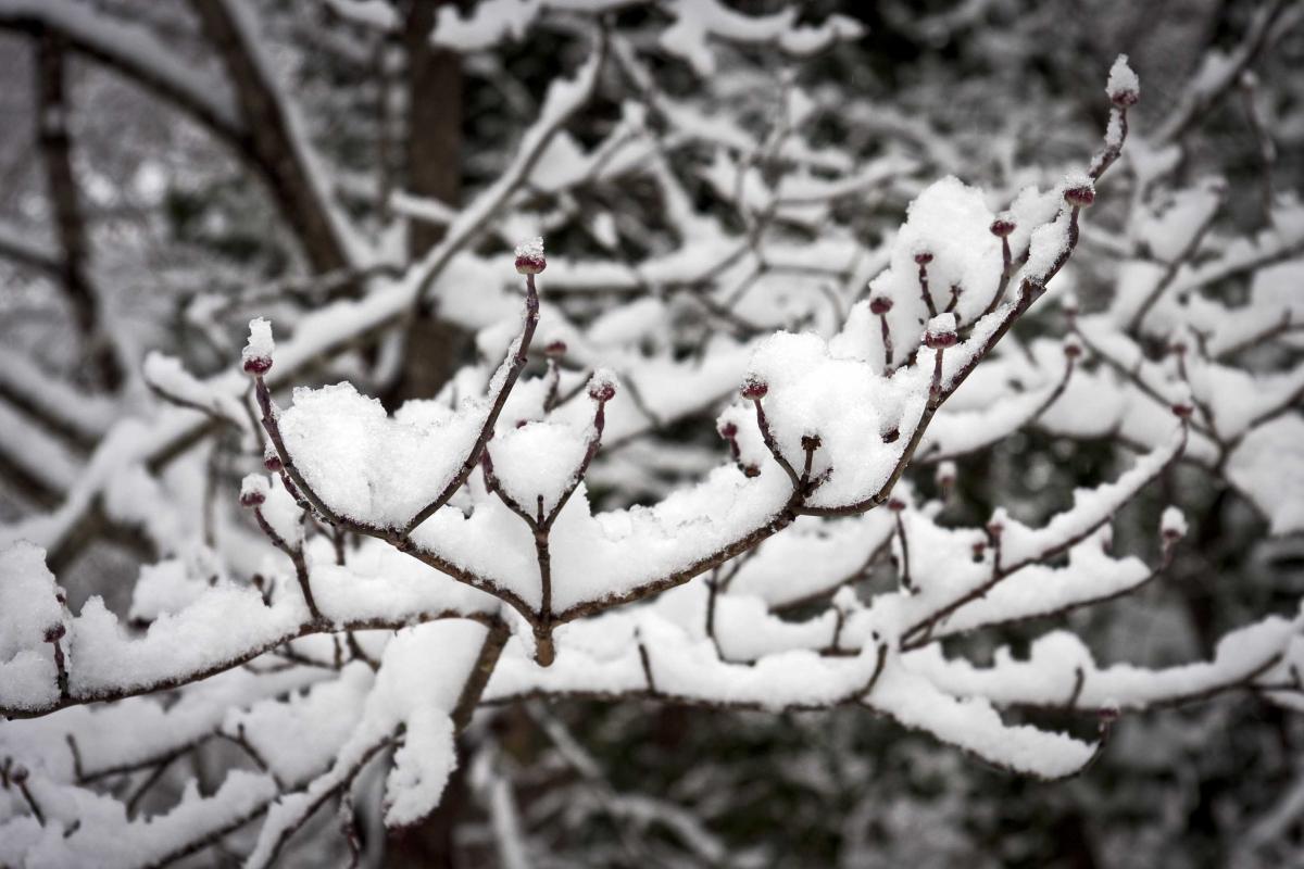 dogwood-buds-in-snow.jpg 