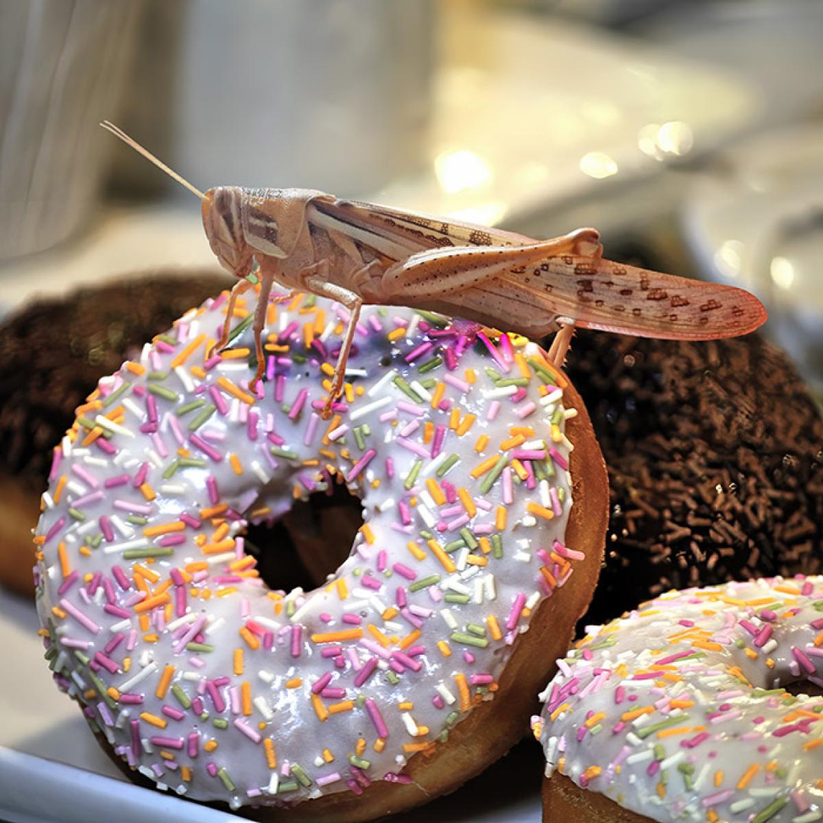 What is a locust doughnut diet?