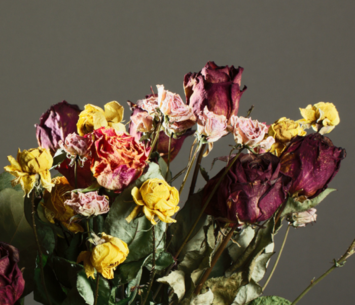 dry roses in a vase