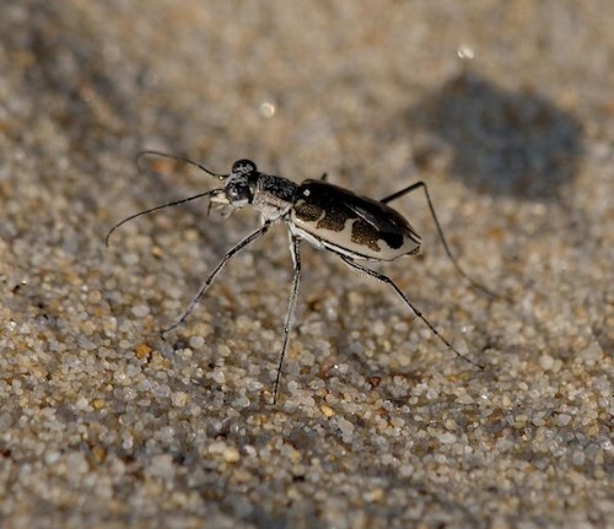 Ellipsoptera puritana