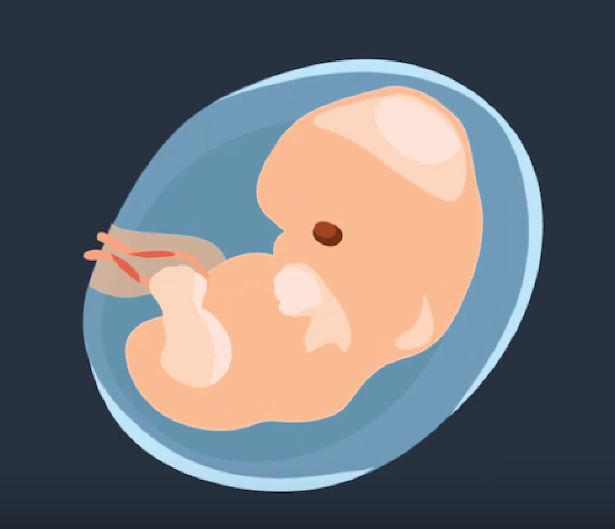 embryo development