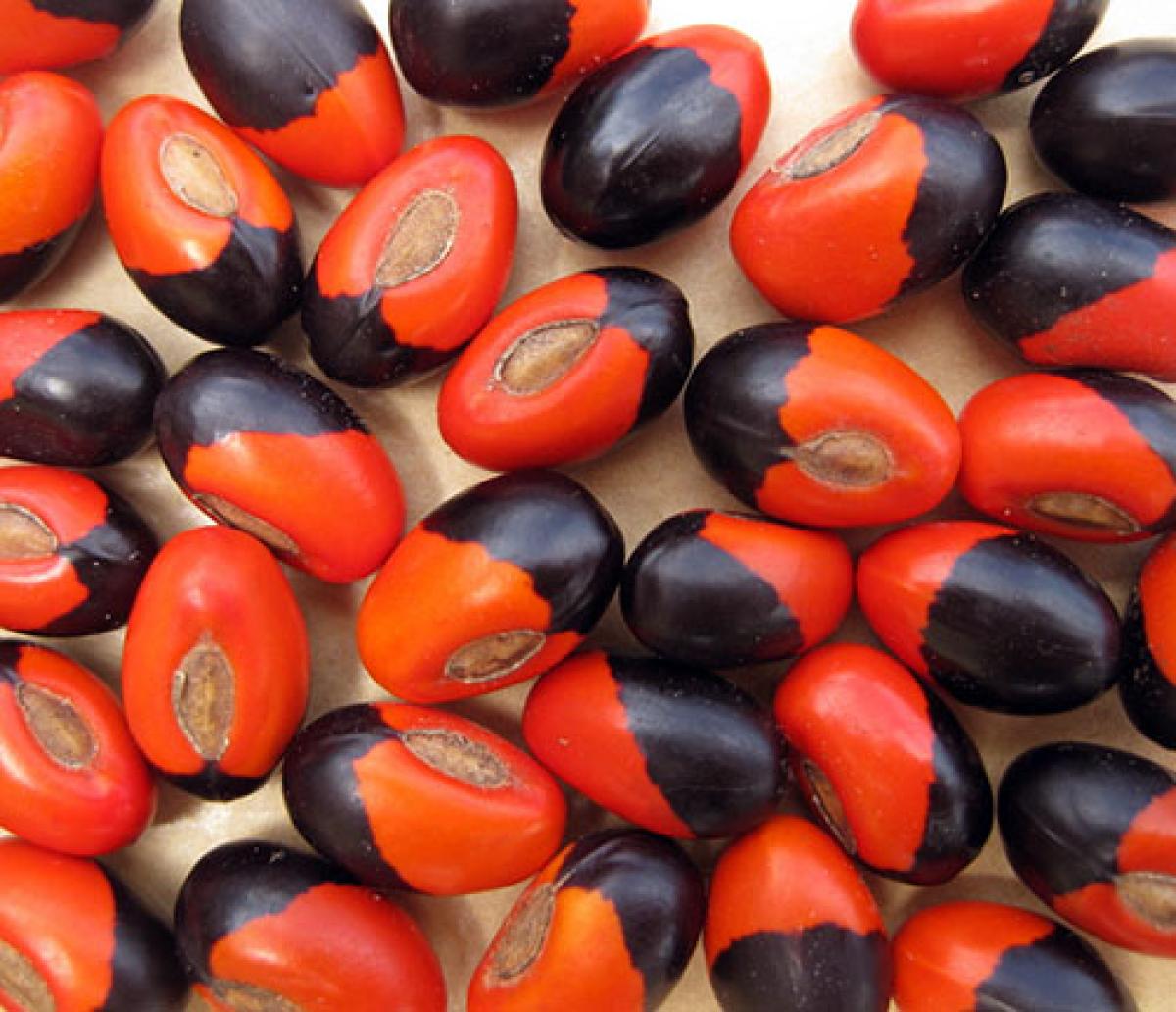 Faceae seeds from Madagascar are red and black