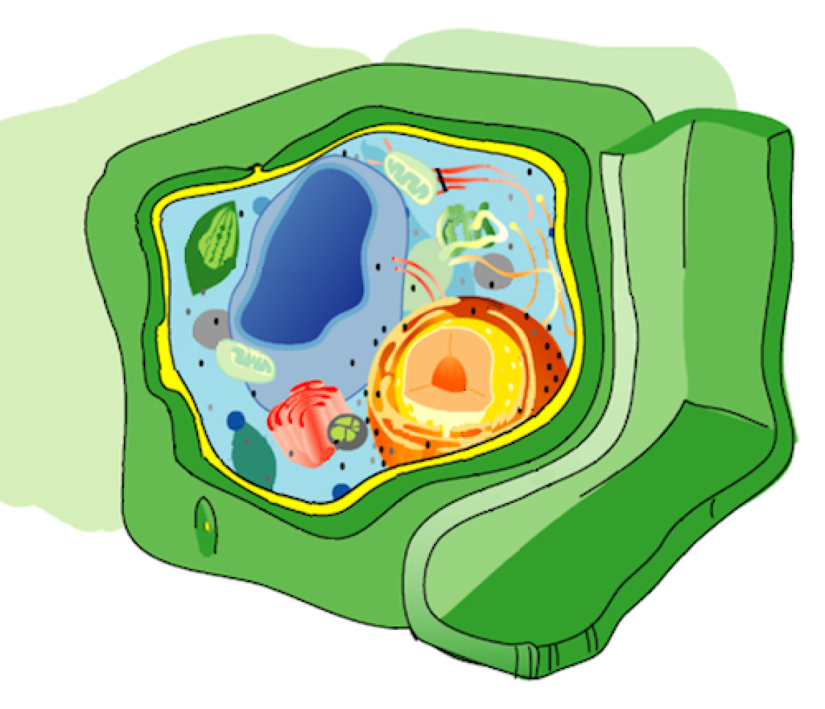 Eukaryotic cell structure