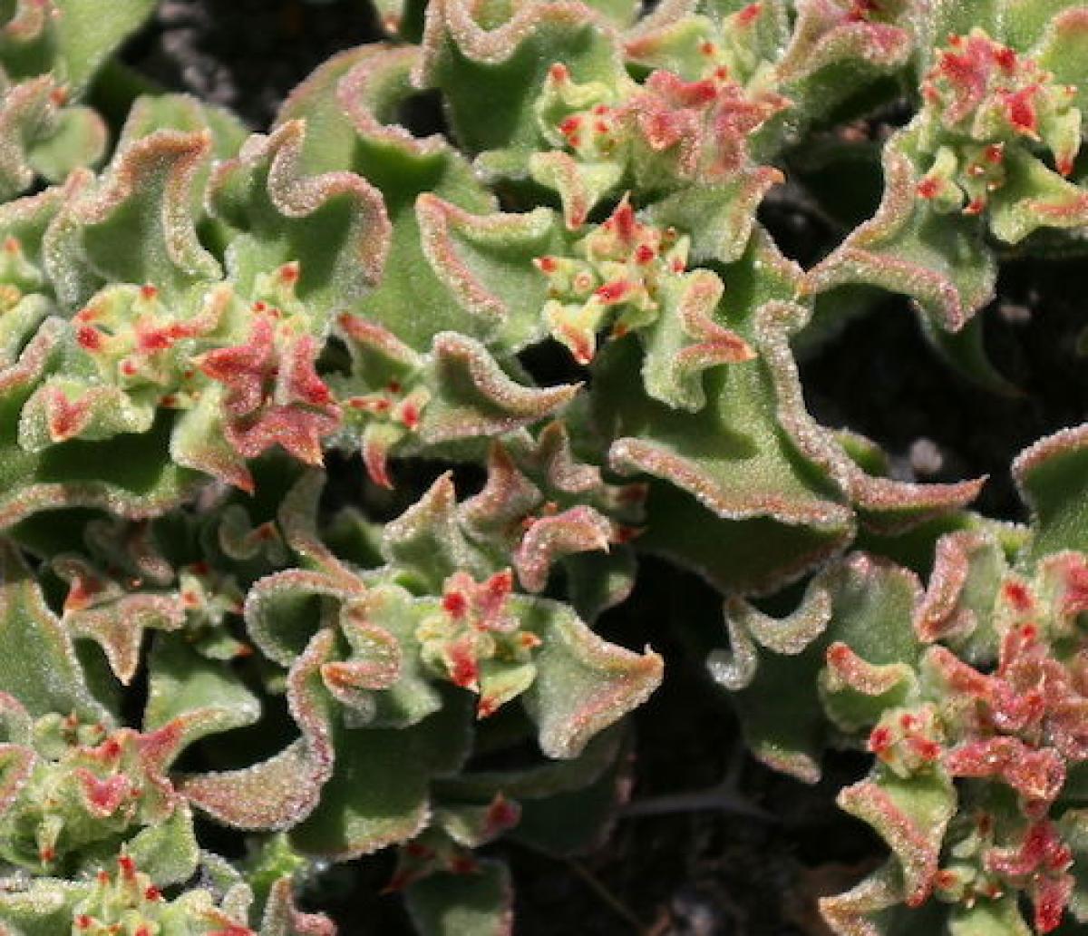 African succulent plant that has facultative CAM photosynthesis