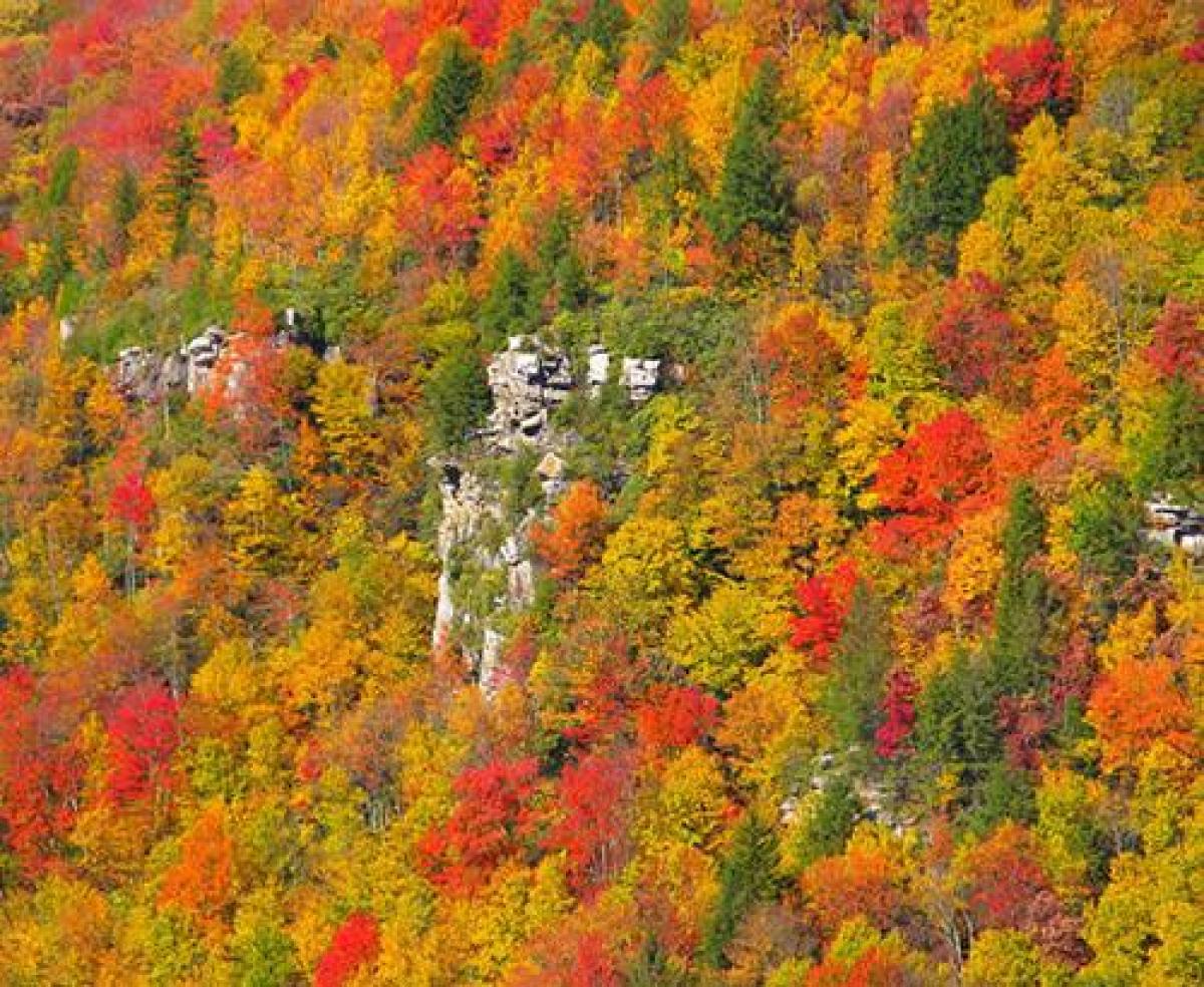 Una foresta con i colori cangianti dell'autunno