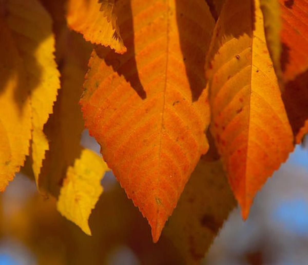 Fall leaves