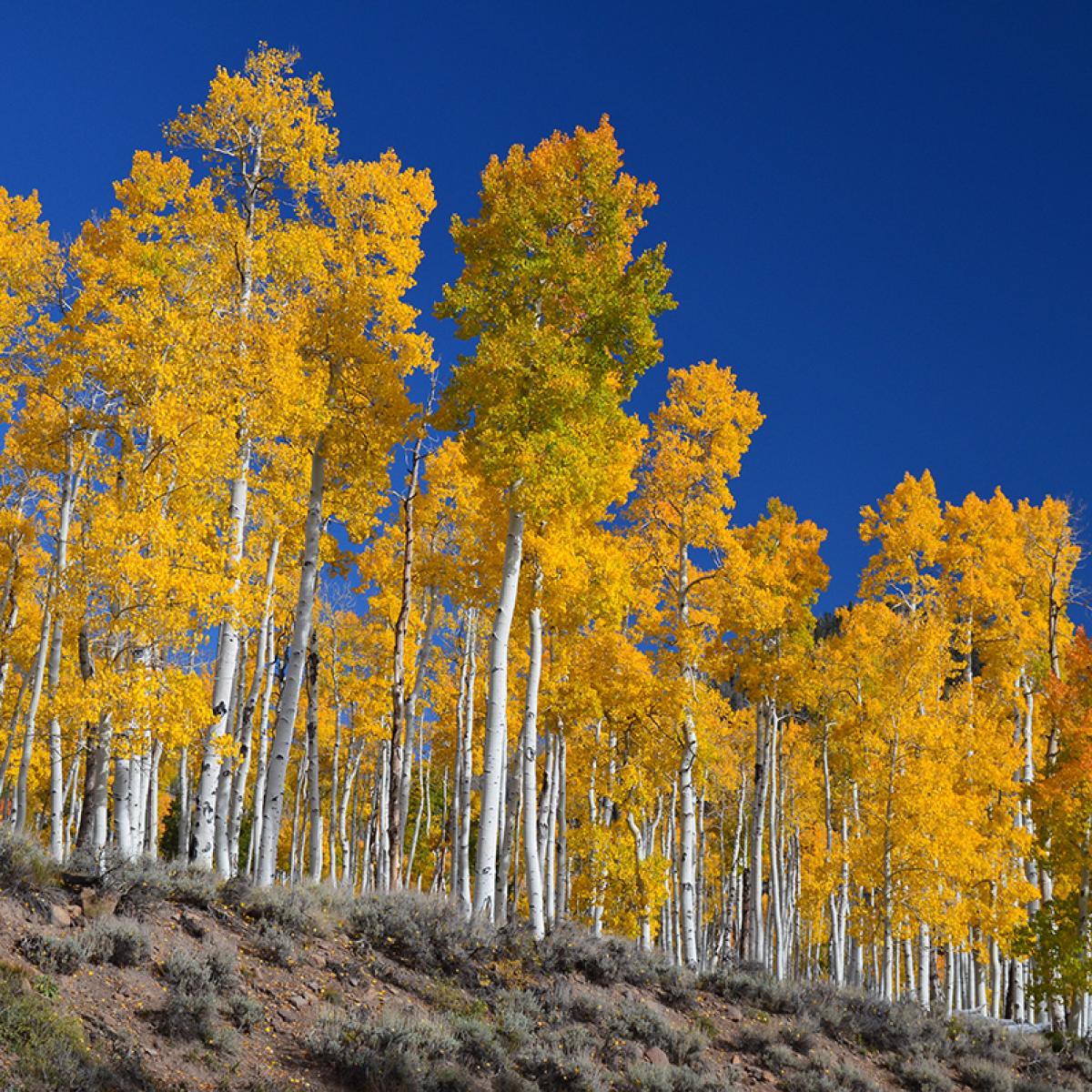 Pando, an aspen stand, image links to Top Questions page