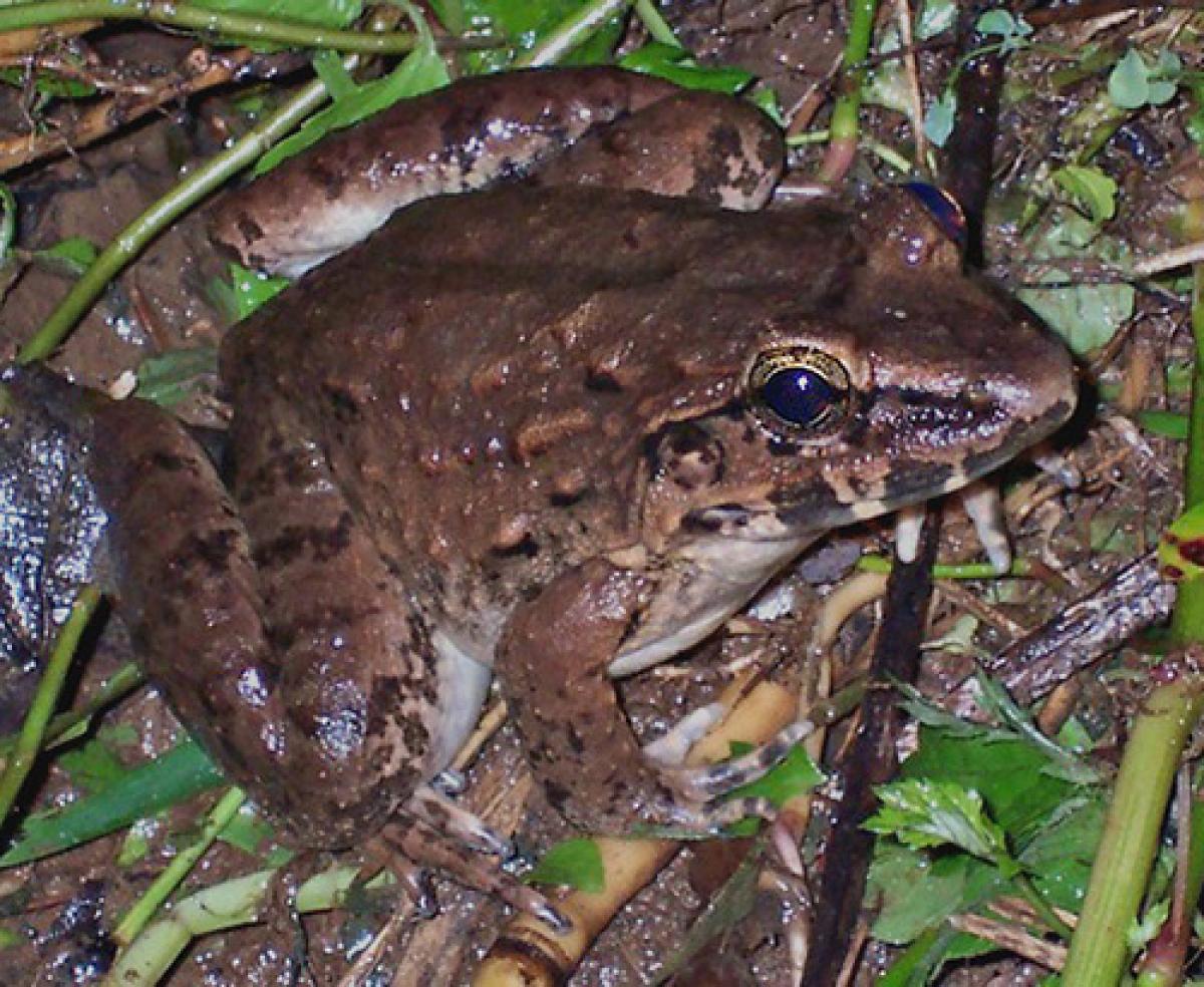 Fanged Frog