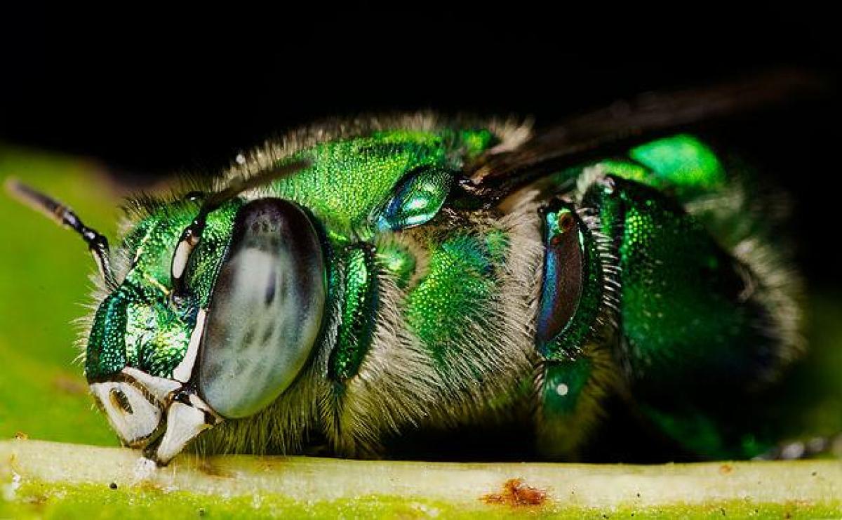 female orchid bees