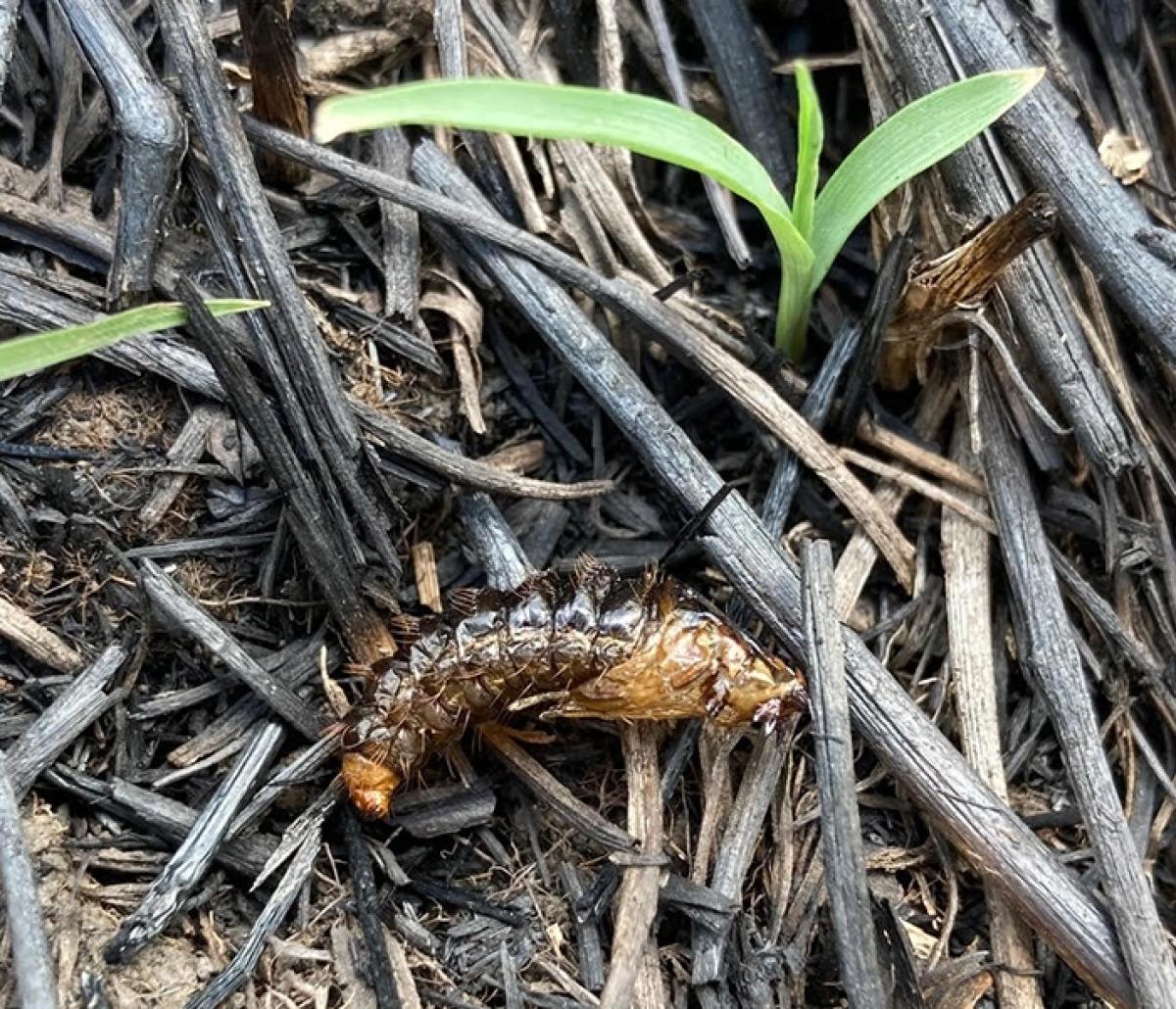 Un insecto que fue cocinado en un incendio forestal.