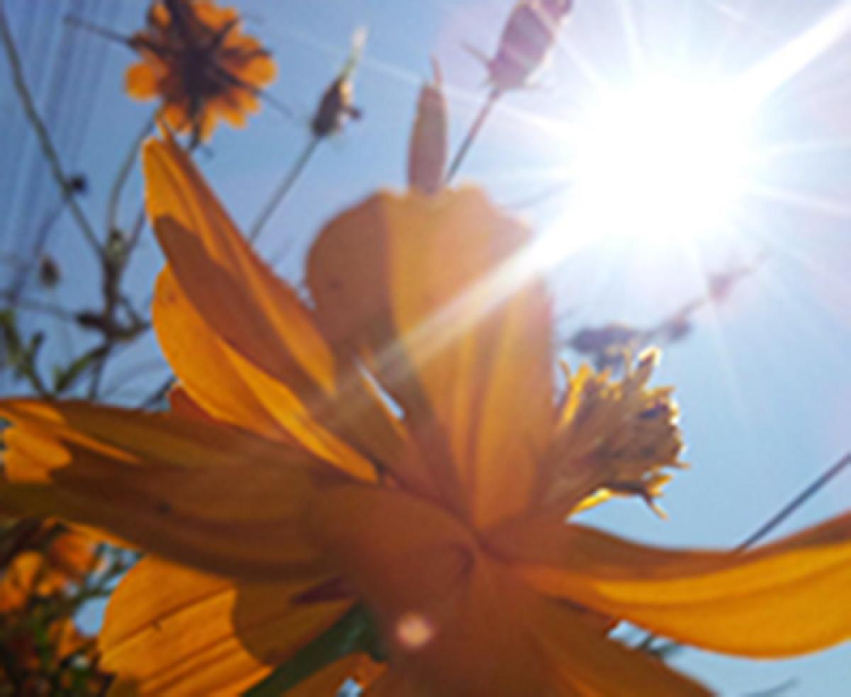 Sun shinning through a flower.