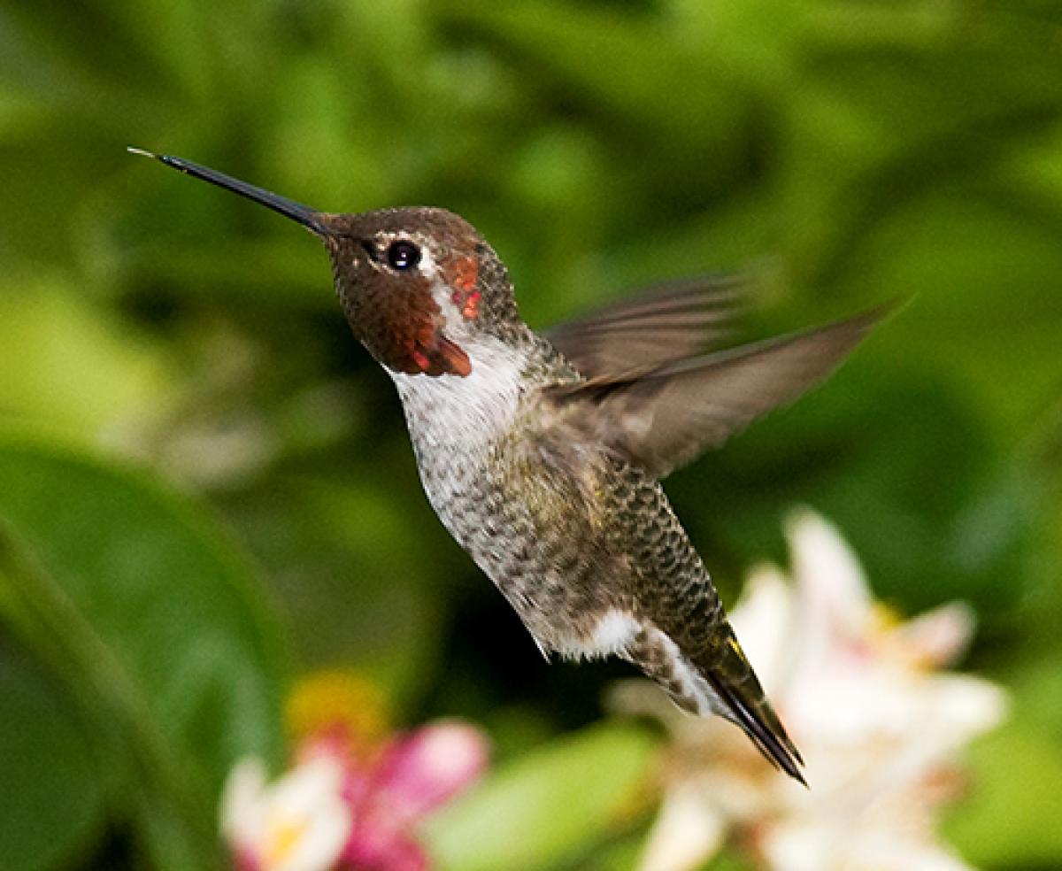 flying hummingbird