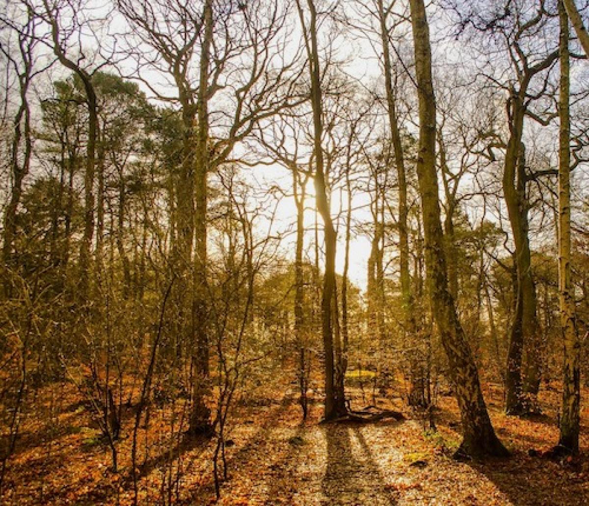 A picture of the sunlight coming through the forest