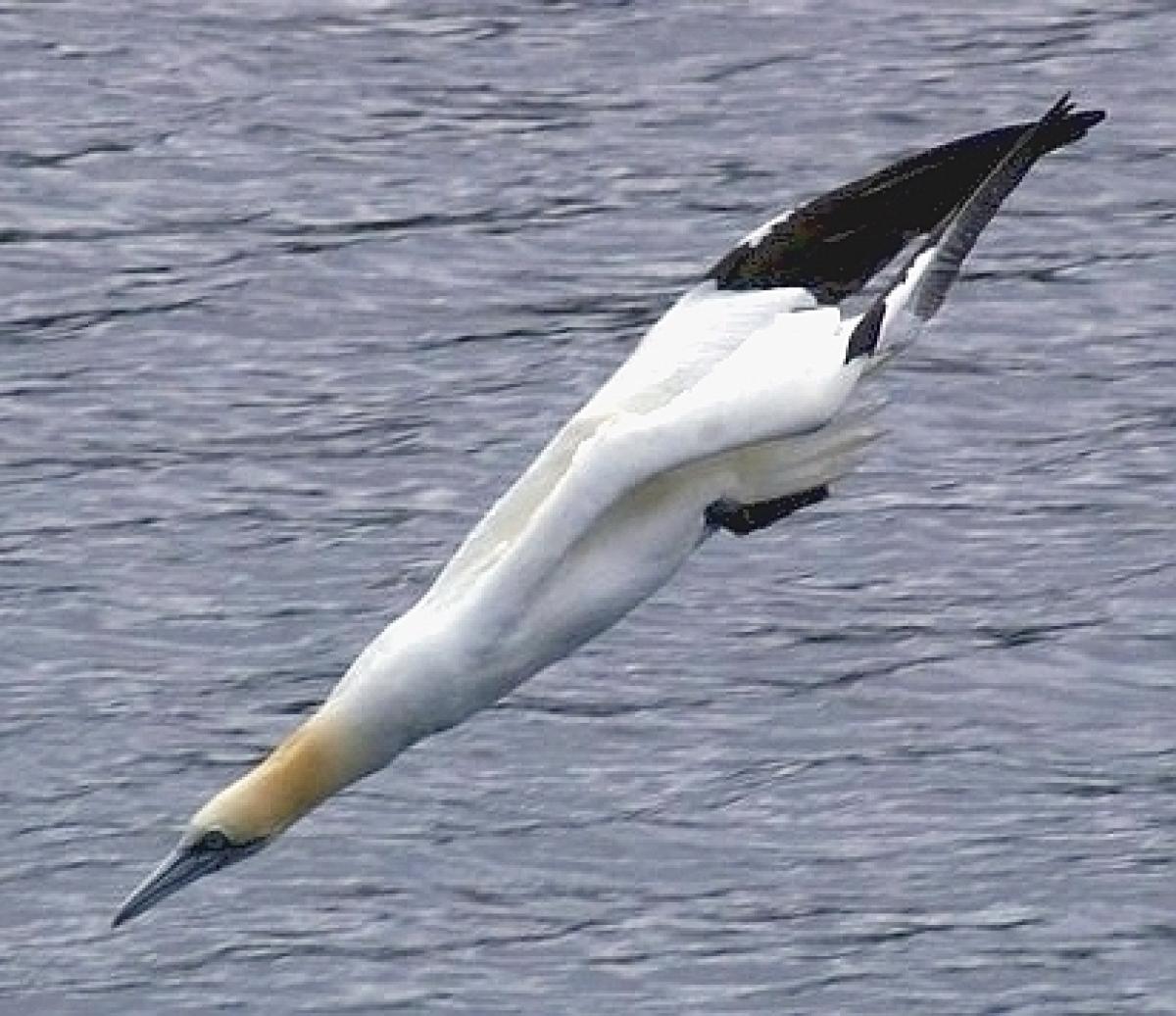 gannet diving