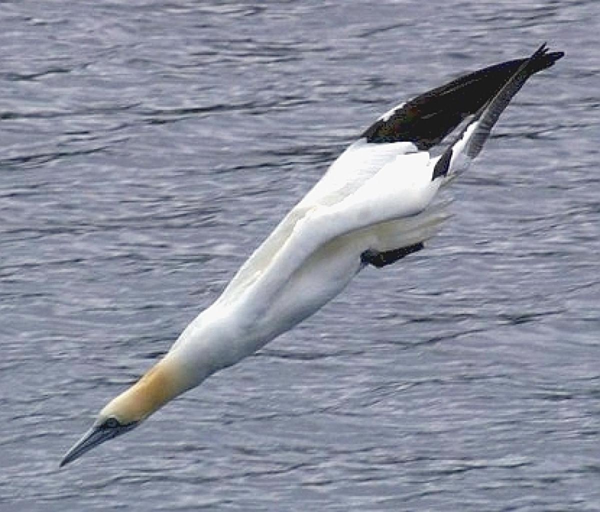 Gannet seabird diving