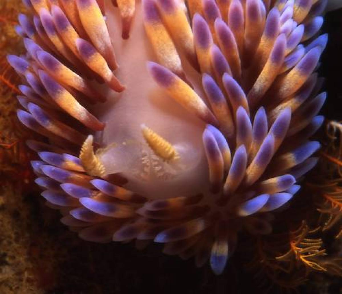 Gasflame nudibranch