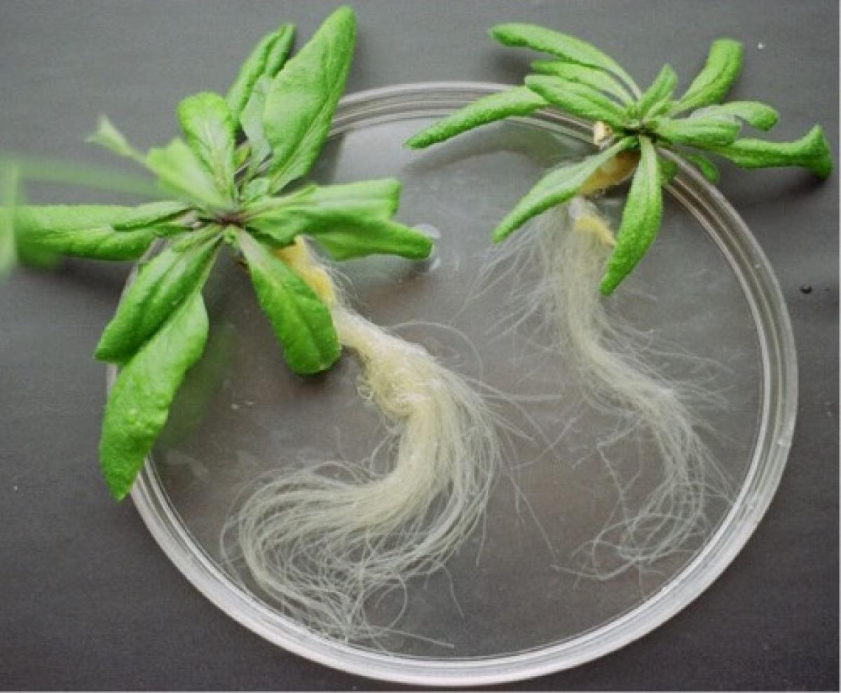 Arabidopsis roots Gaxiola lab