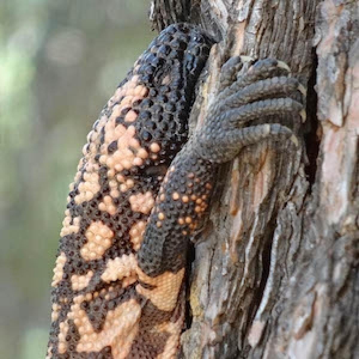 gila-monster-in-tree