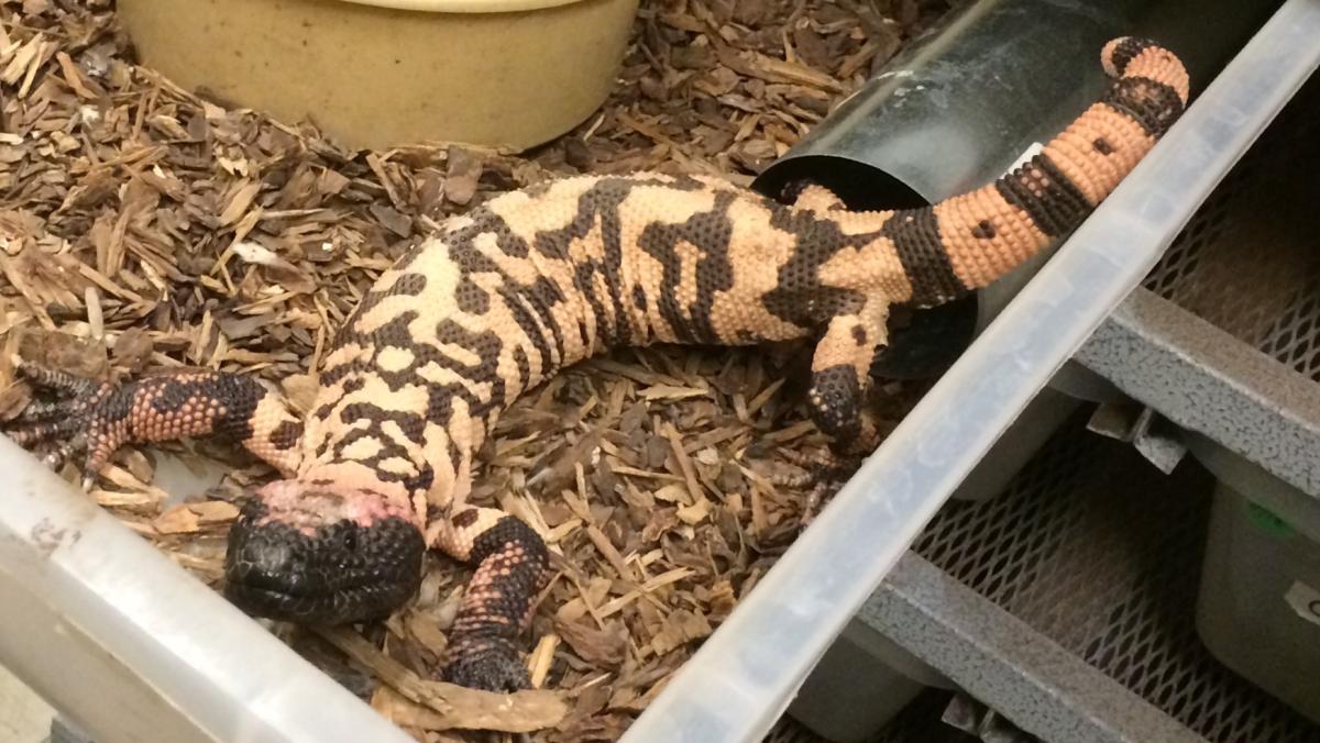 Gila monster Arizona State University