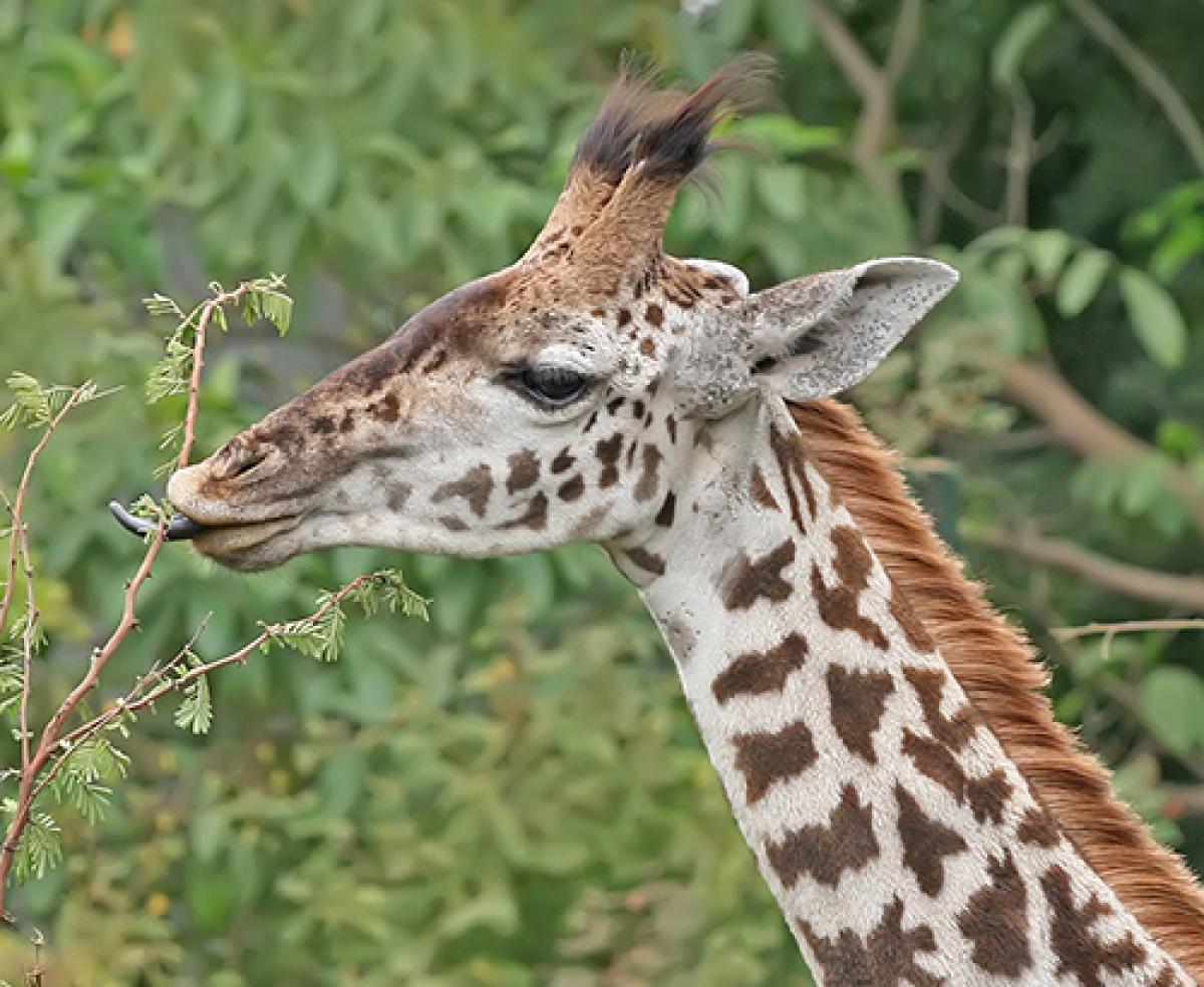 Giraffe eating from a tree