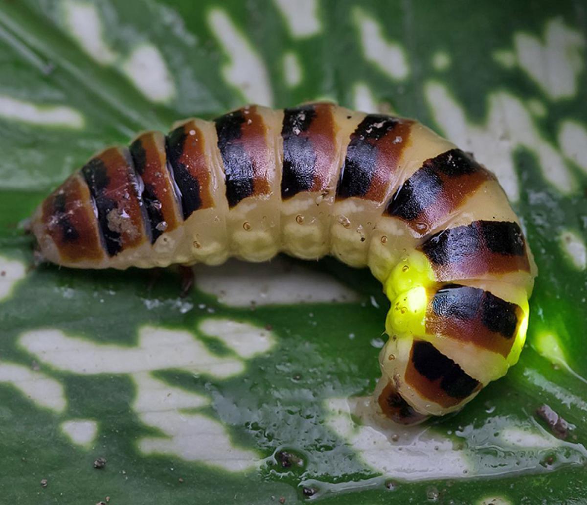 A segmented worm that is bioluminescent