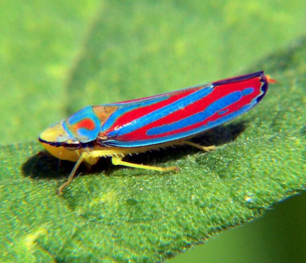 Candy-striped leafhopper