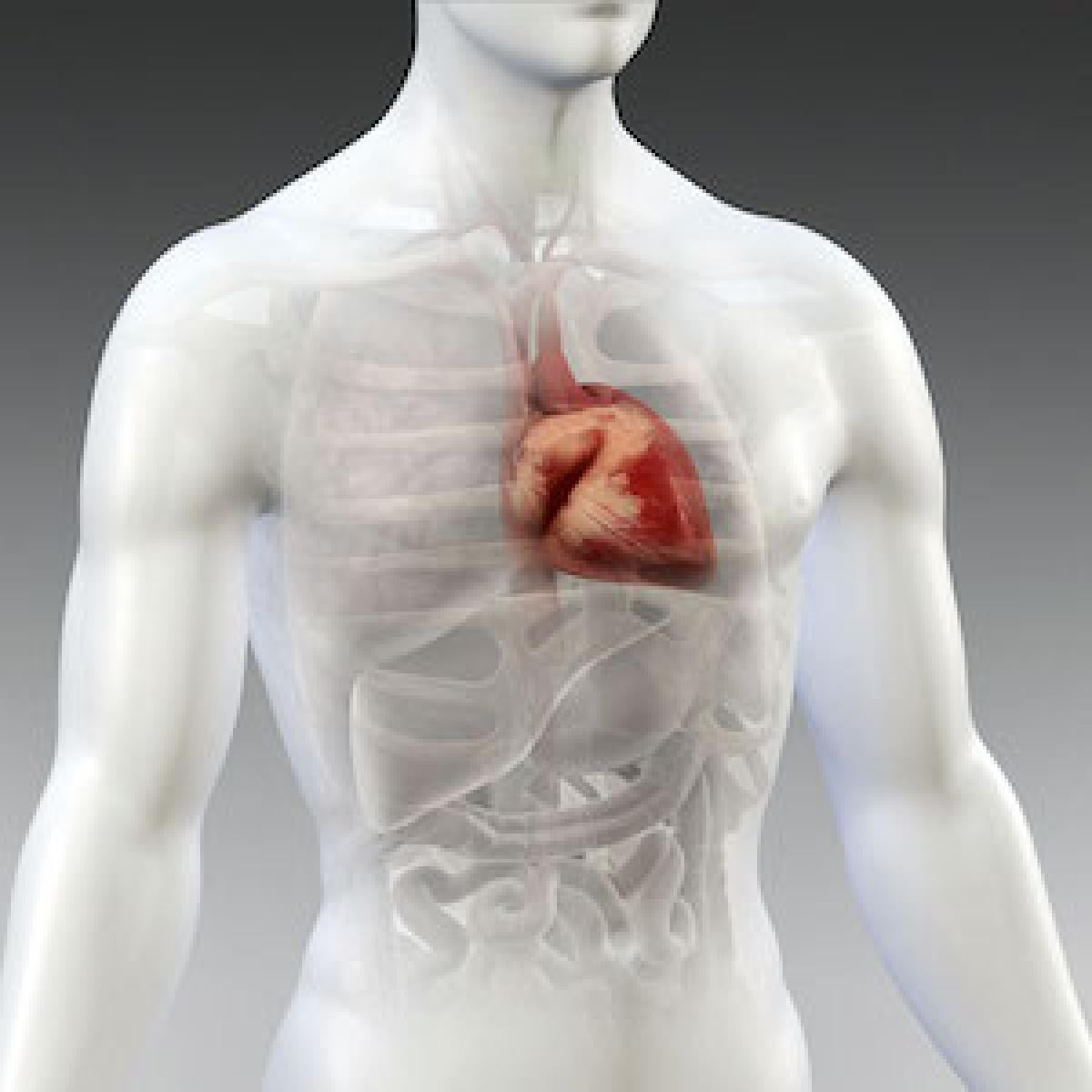 An illustration of a heart in the body