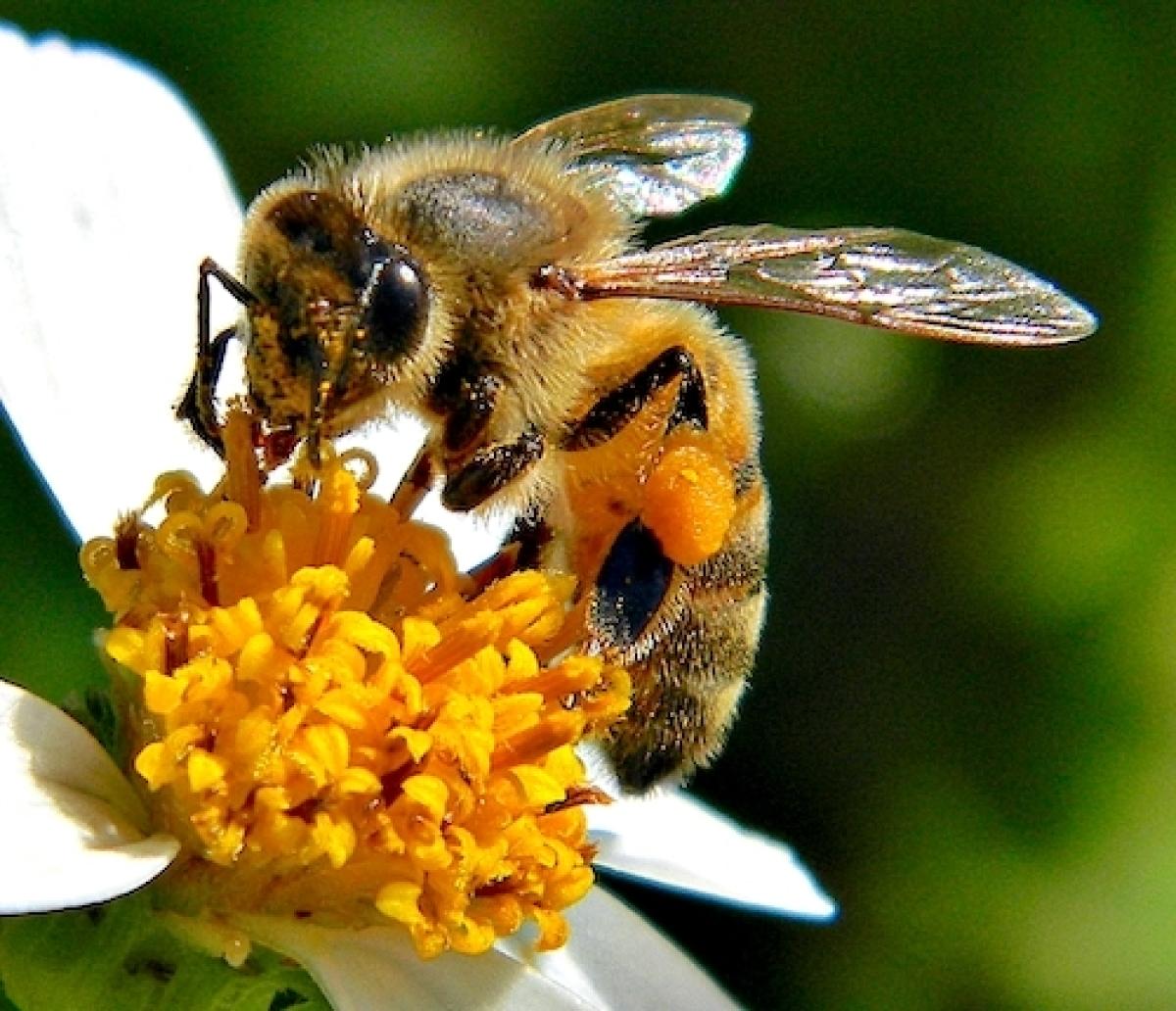 Abeja melífera colectando néctar de una flor.