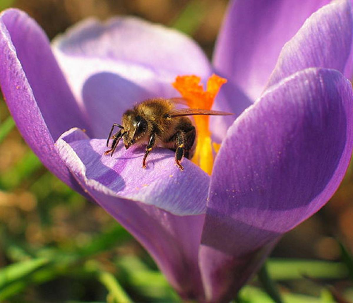 Honey bee on flower, image links to Top Questions page