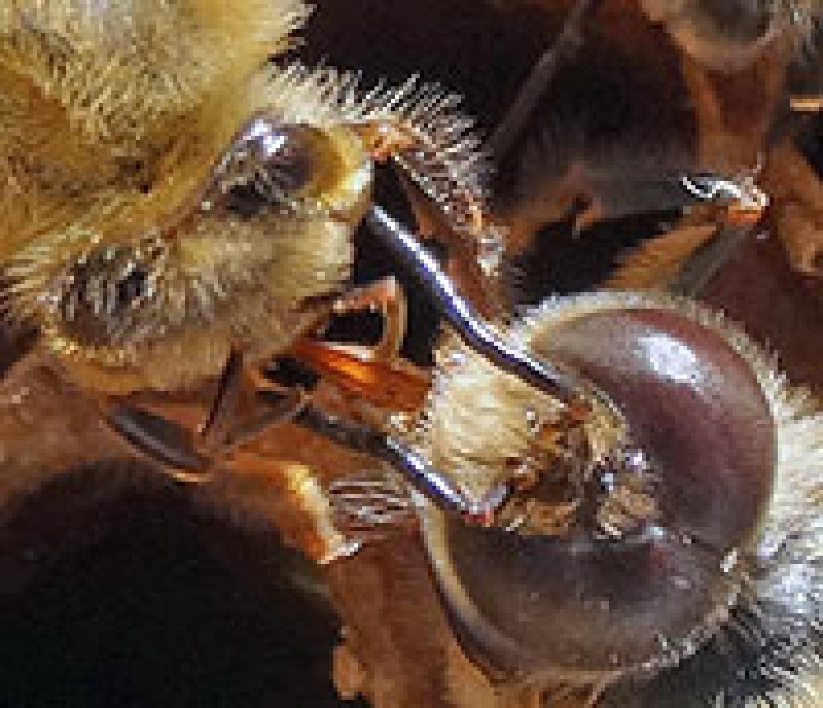 Honey bee worker feeding drone bee