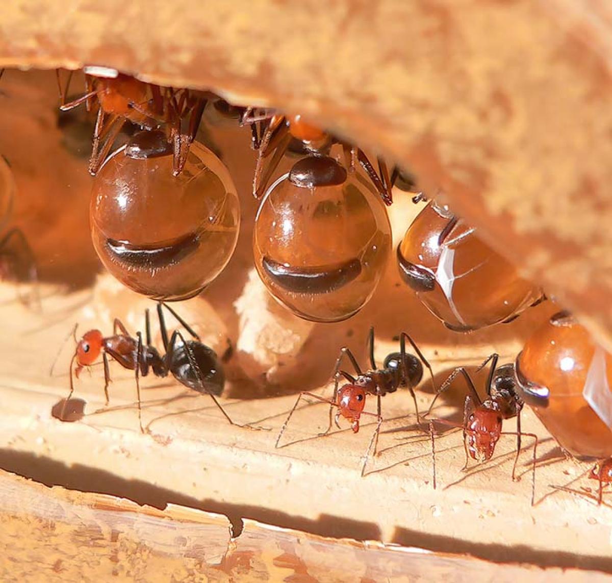 Honeypot ants hanging from the top of the ant nest with huge abdomens filled with nectar.