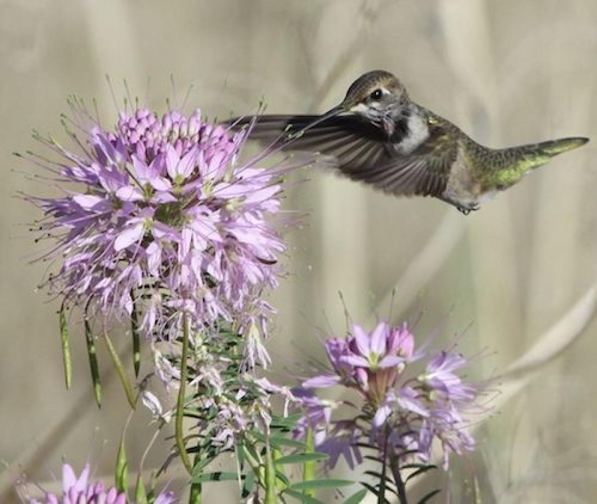 A hummingbird hovering purple flowers