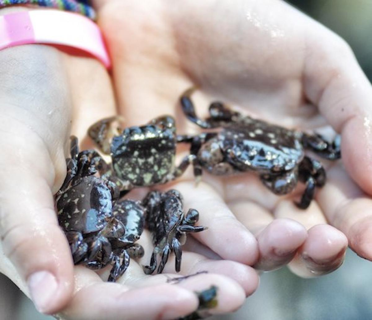 Human hands holding small crabs