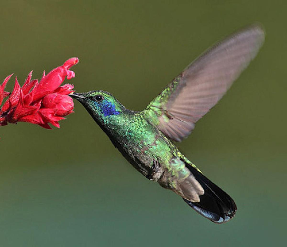 Hummingbird gathering nectar