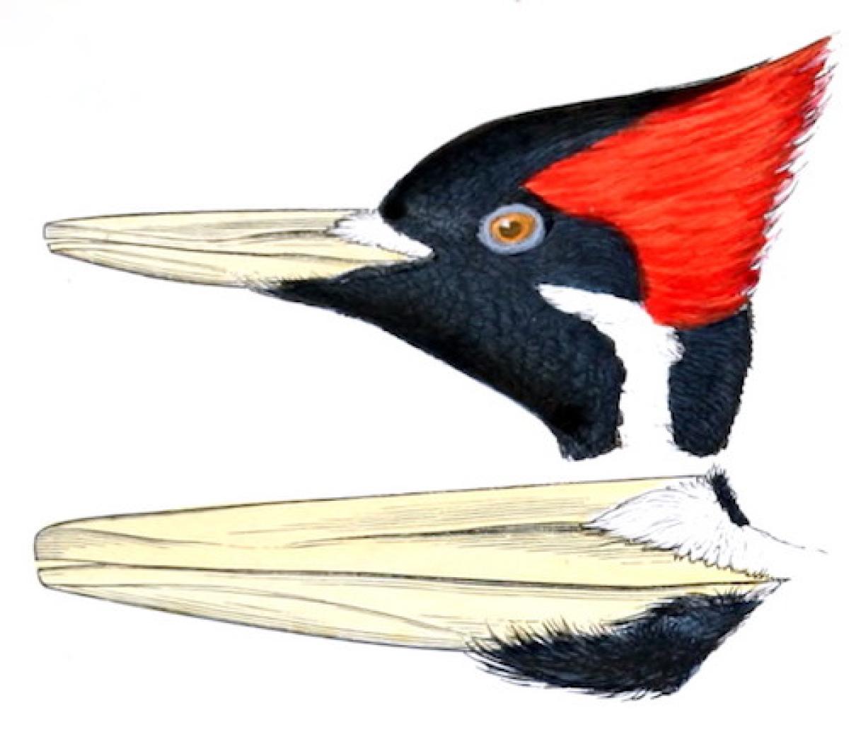 Ivory billed woodpecker