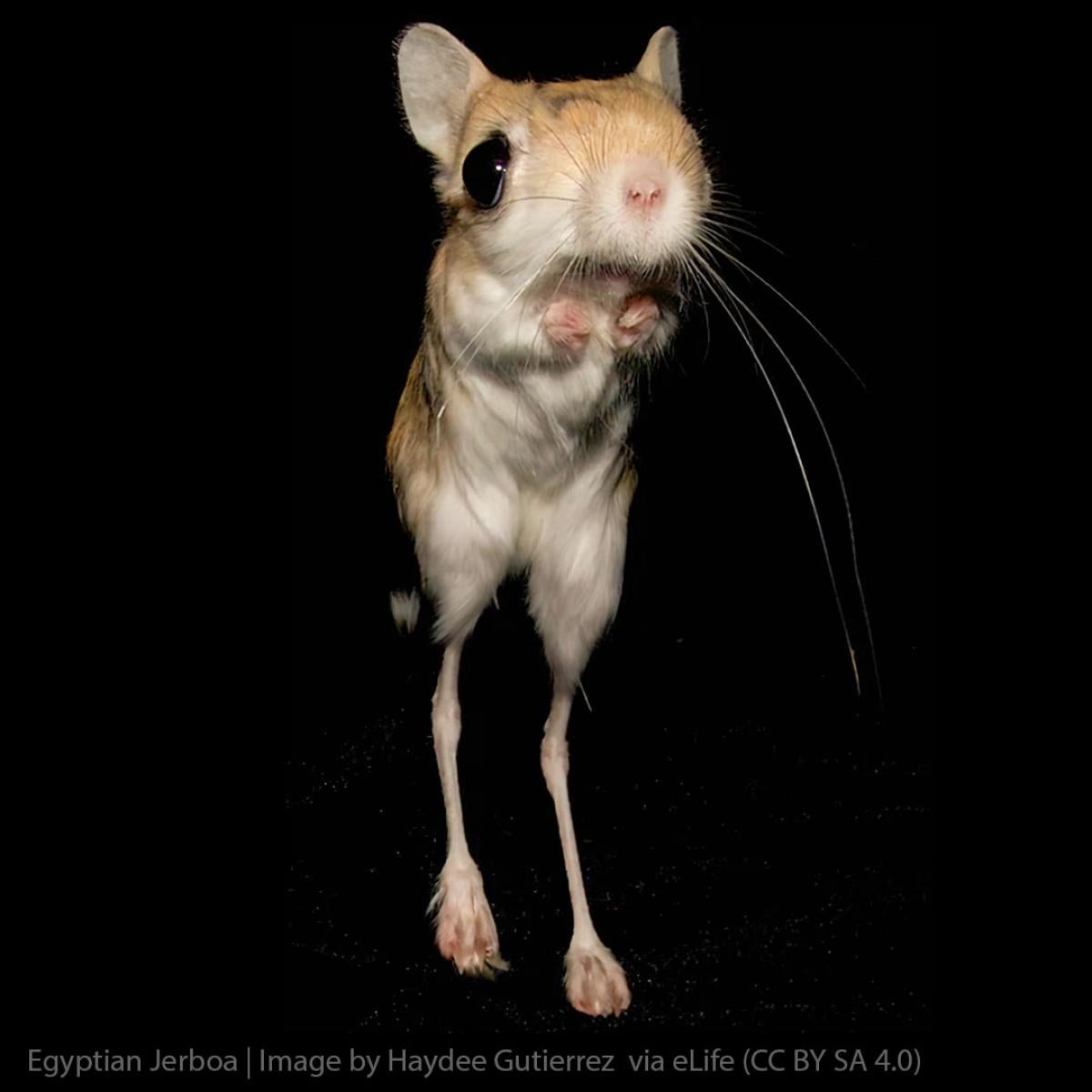 Jerboa