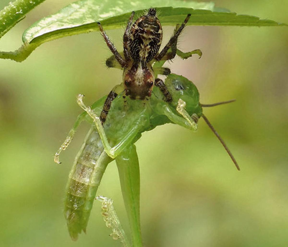 Jumping spider catching a grasshopper