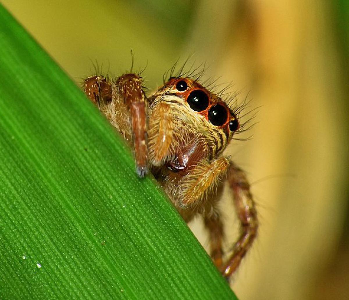 jumping spider