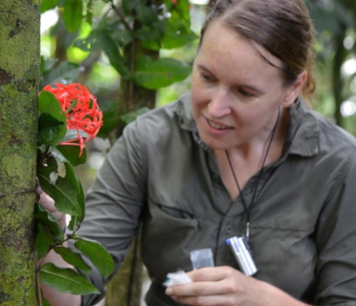 Kate Ihle trabajando con las abejas de las orquídeas.