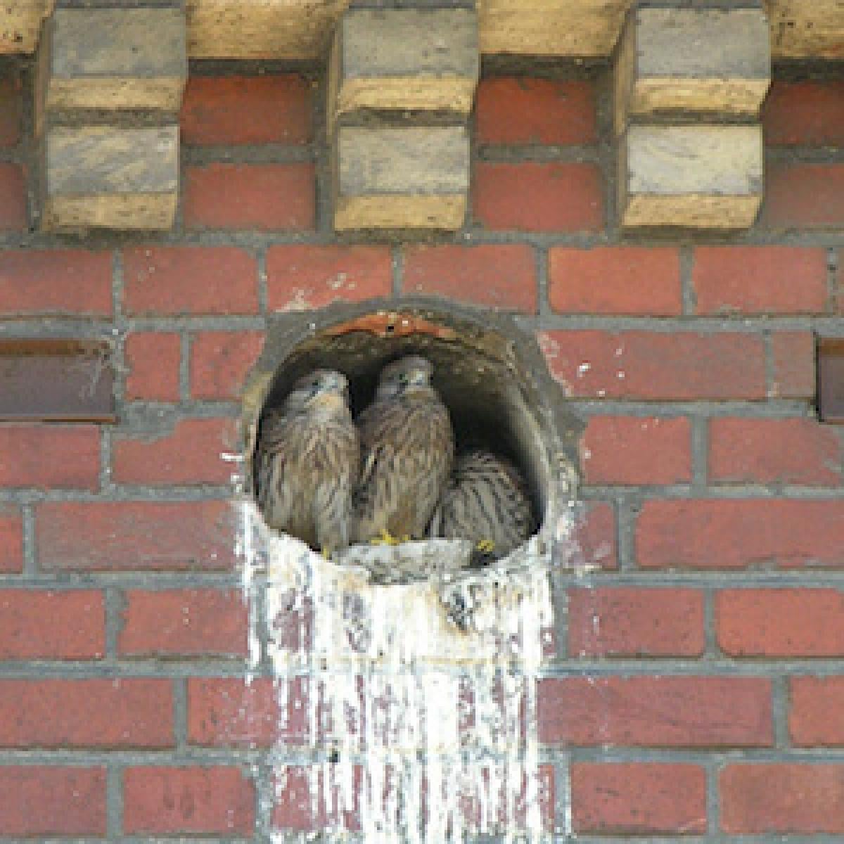 Nestling kestrels