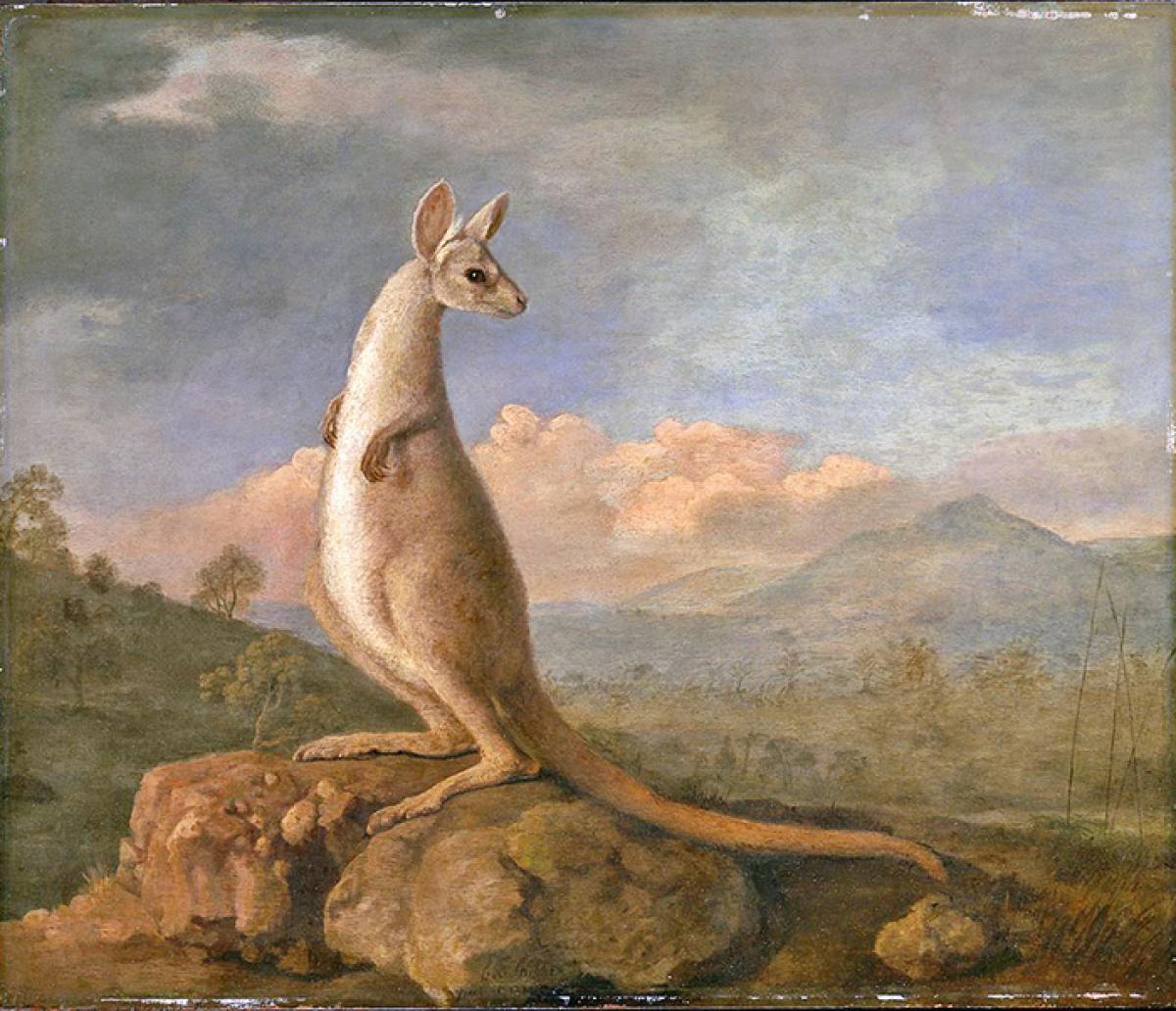 George Stubbs painting kangaroo