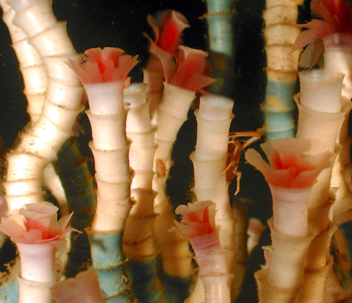 Antarctic tube worms