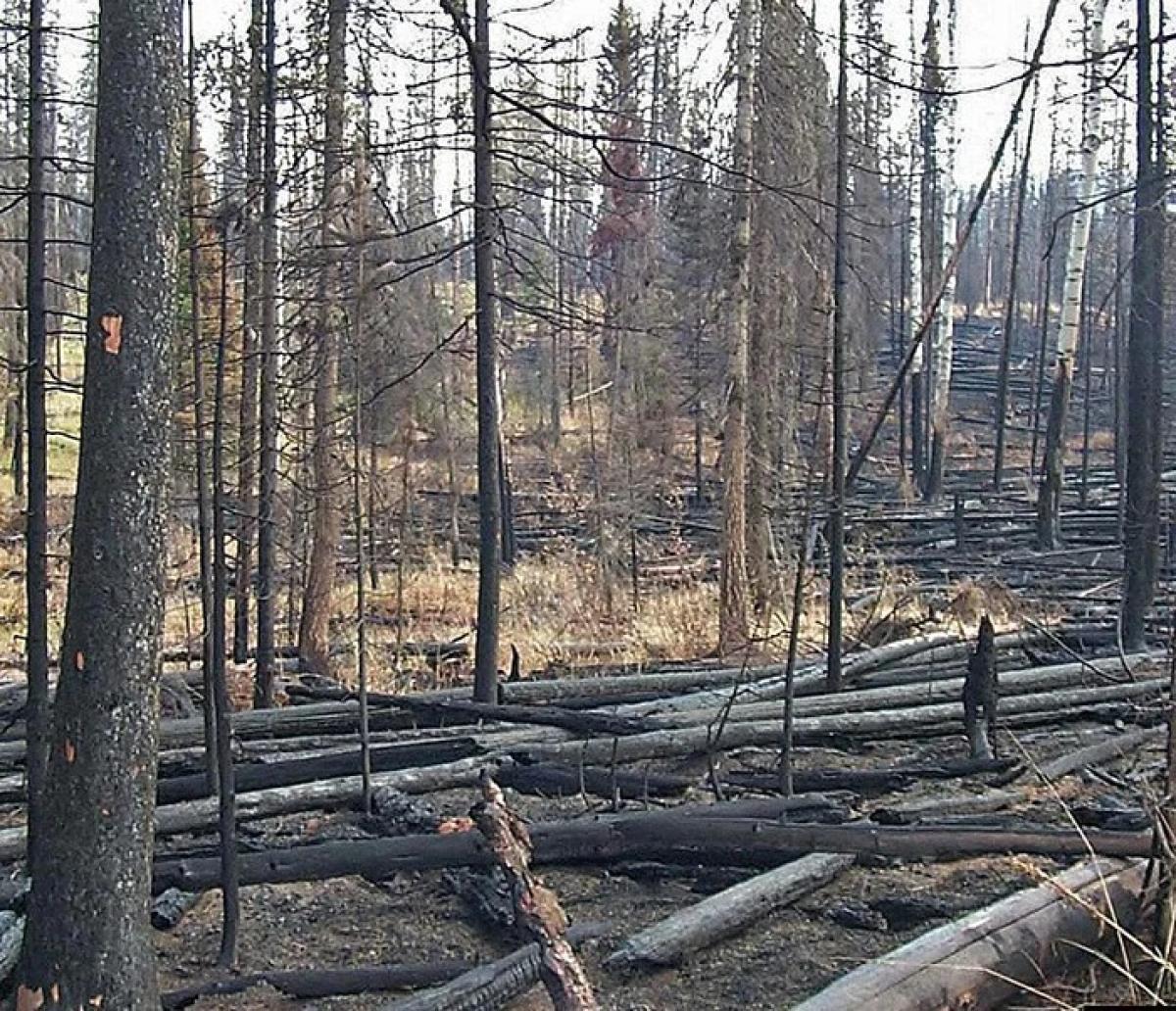 Madera muerta en un bosque.